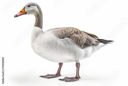 swan isolated on white background. generative ai