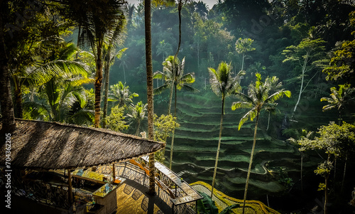 Ceking Rice Terrace in Bali, Indonesia. photo