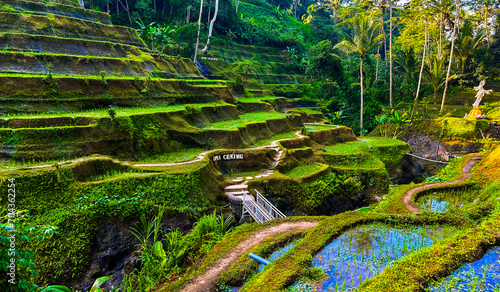 Scenery of rice terraces in Tegalalang Rice Terrace photo