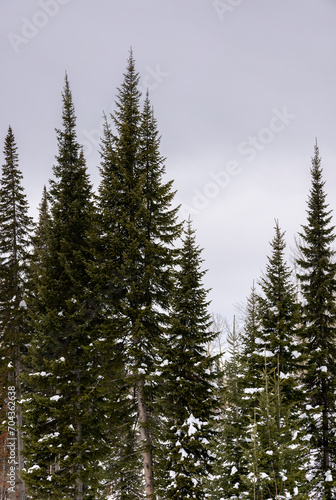 winter ski resort in Kazakhstan  a lot of snow in the mountains and green spruce trees