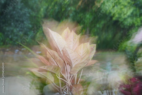 Photos of plants that are blurry or out of focus