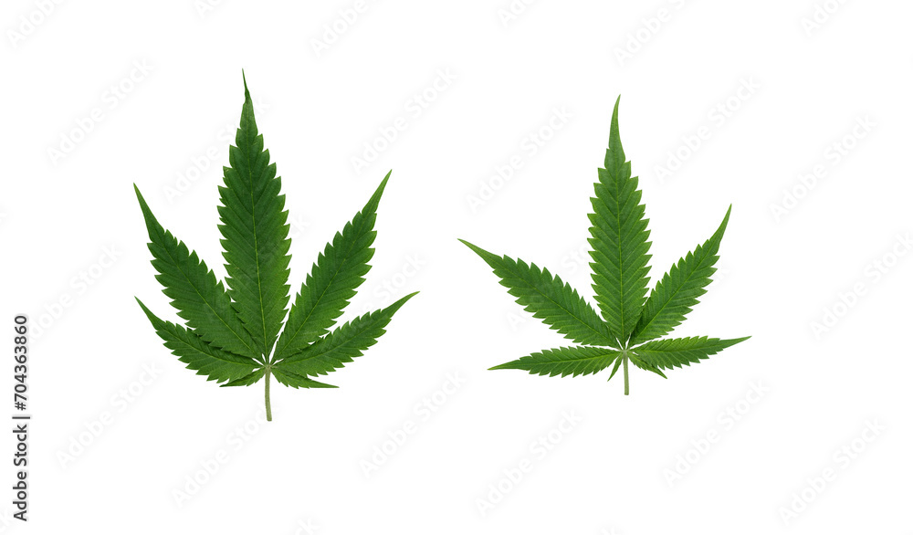 Set of hemp leaf isolated on transparent background. Marijuana, cannabis leaf for design. Set of hemp leaf isolated on transparent background. Marijuana, cannabis leaf for design.