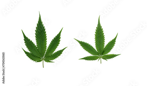 Set of hemp leaf isolated on transparent background. Marijuana, cannabis leaf for design.