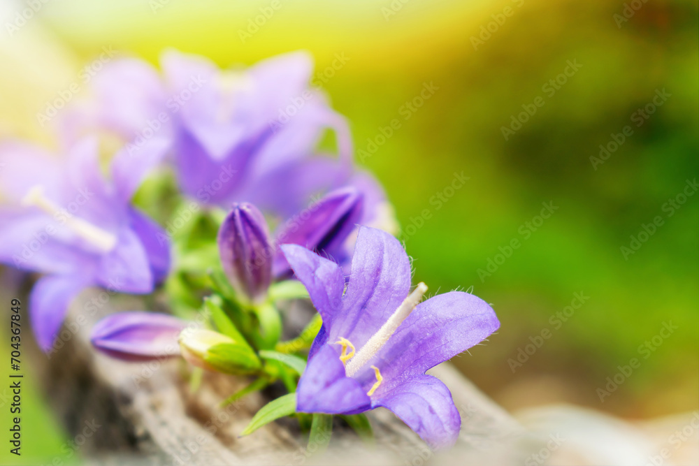 Fototapeta premium Balloon purple flower buds in bloom. Blue bell flowers head. Violet bellflower campanula wildflower on wood plank. Nature beautiful spring or summer background.