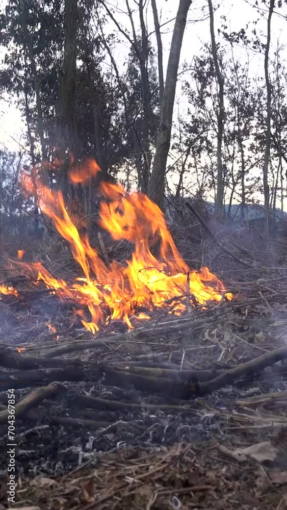 Vertical Video of Forest Fire Vertical Video of Forest Fire