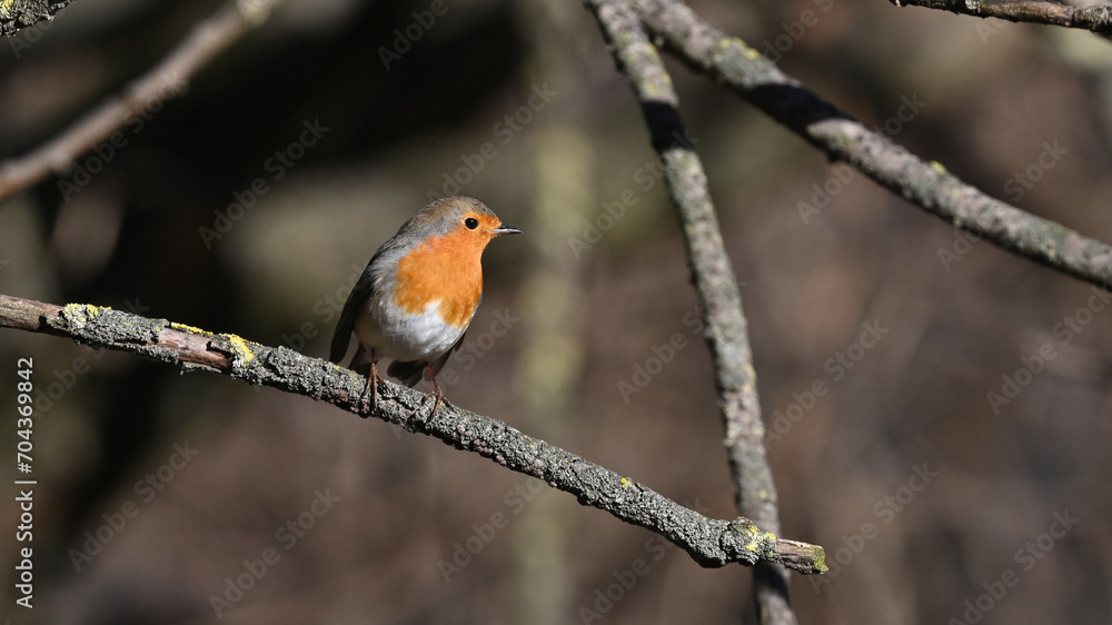 robin bird sitting on the branch in the woods in January