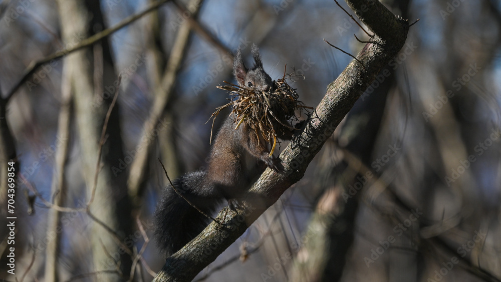squirrel on the branch in the forest in winter squirrel on the branch in the forest in winter