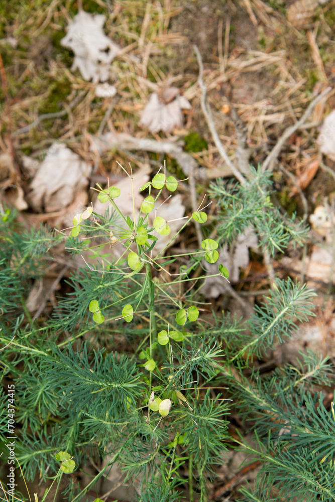 The Cypress spurge plant growing in a forest The Cypress spurge plant growing in a forest