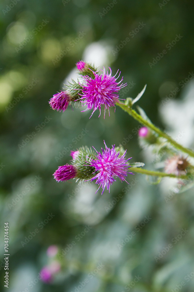 A Thistle in a meadow in late summer A Thistle in a meadow in late summer