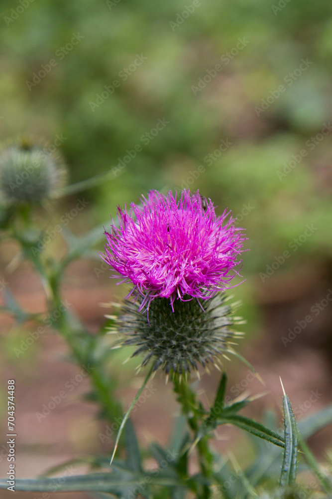 The Milk thistle in a meadow in late summer The Milk thistle in a meadow in late summer