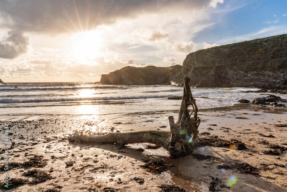 Driftwood on Porth Dafarch beach at sunset Driftwood on Porth Dafarch beach at sunset