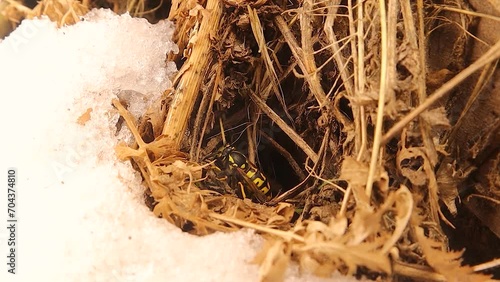 When spring approaches and the snow begins to melt, the queen wasp (Yellowjacket), which is hibernating during the winter, emerges to the edge of its burrow.
European wasp, German wasp, yellow jacket
 photo
