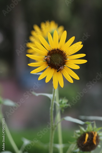 Honey Bea sits on a sunflower 