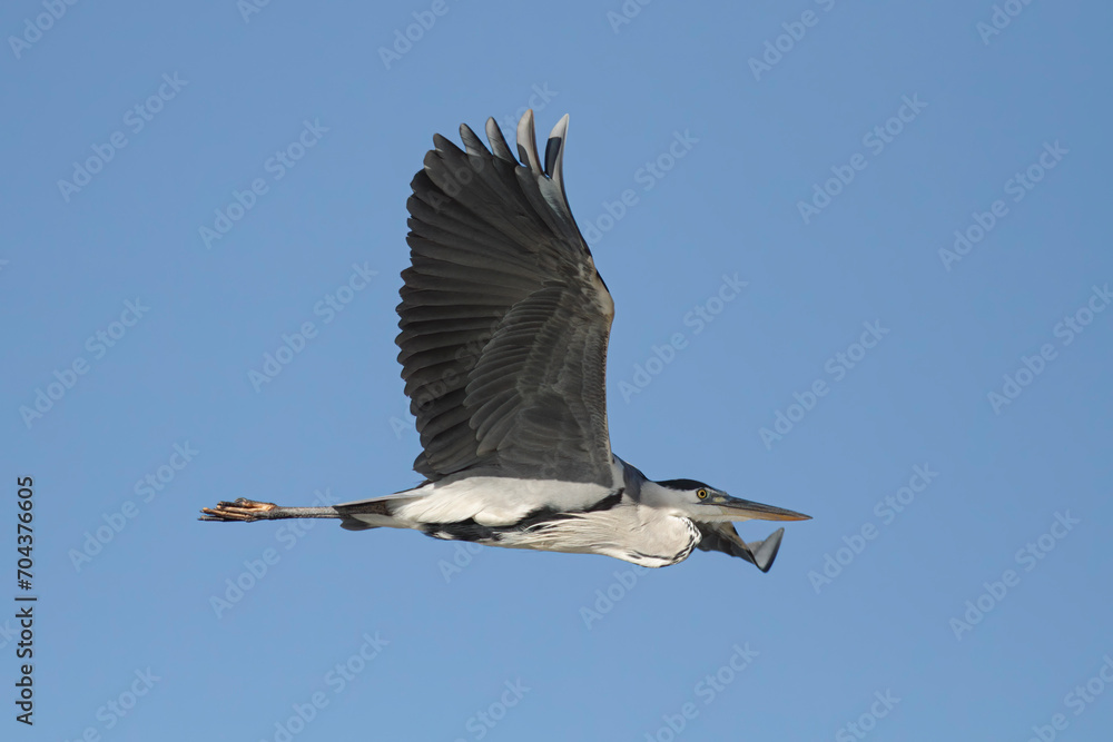 Obraz premium Heron in flight closeup