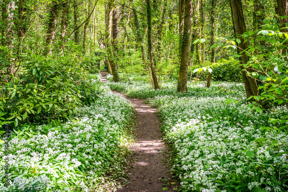 Penrhos Nature Reserve in spring, Anglesey 