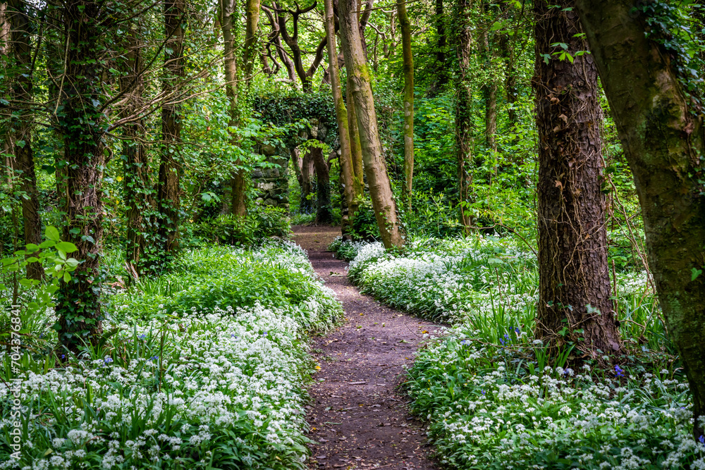 Fototapeta premium Penrhos Nature Reserve in spring, Anglesey 