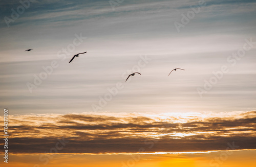 Beautiful seagulls, a small flock of wild birds fly high soaring in the sky with clouds over the sea, ocean at sunset. Photograph of an animal, evening landscape, beauty of nature.