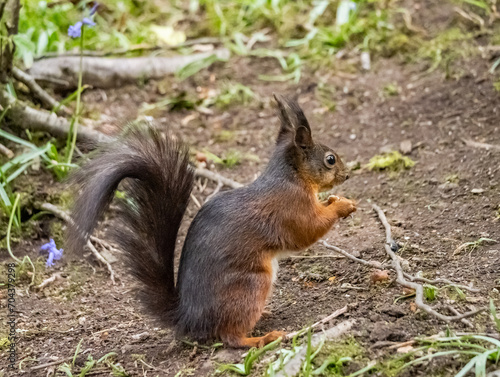 Red Squirrels on Anglesey 