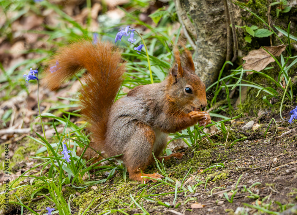 Red Squirrels on the Isle of Anglesey Red Squirrels on the Isle of Anglesey