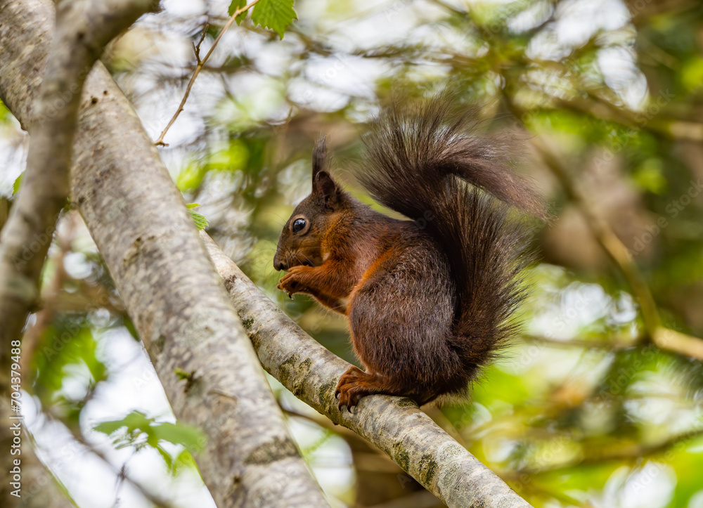 Red Squirrels on the Isle of Anglesey Red Squirrels on the Isle of Anglesey