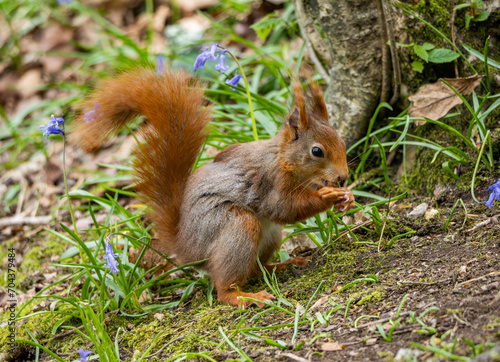 Red Squirrels on the Isle of Anglesey 