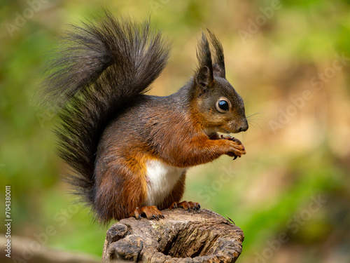 Red Squirrels on the Isle of Anglesey 