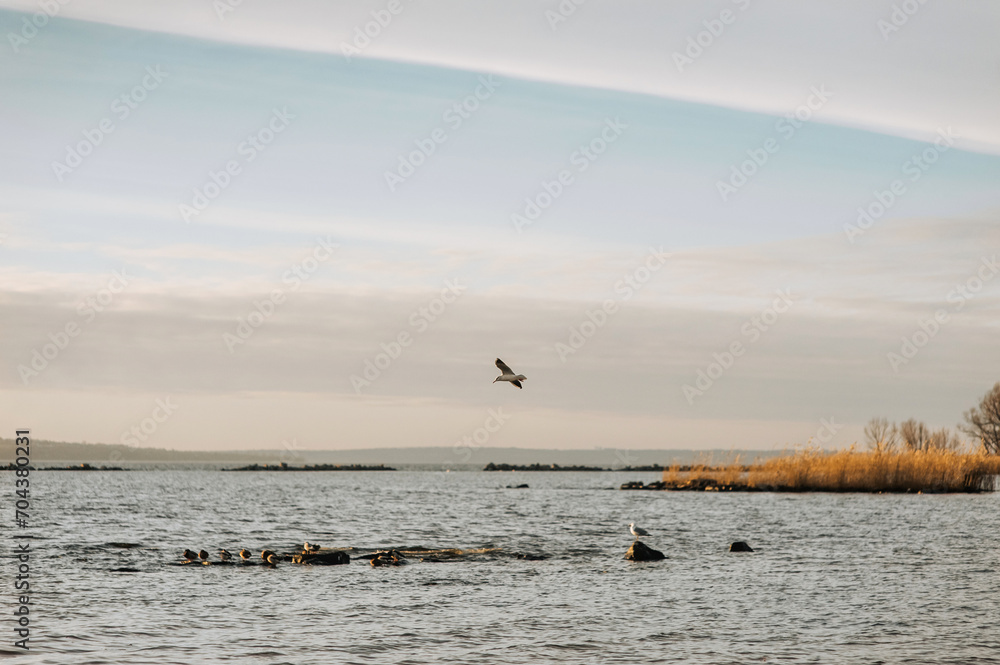 Beautiful lonely seagull, bird flies soaring in the sky with clouds over the sea, ocean at sunset. Photograph of an animal, evening landscape, beauty of nature, silhouette.