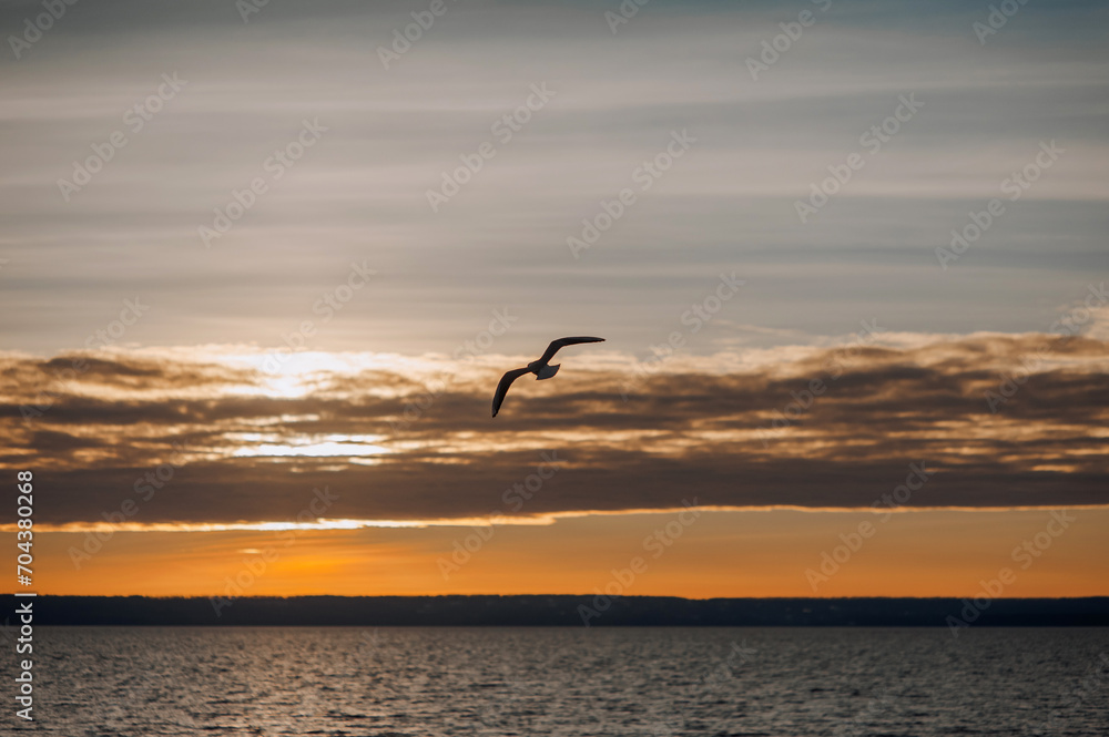 Beautiful lonely seagull, wild bird flies high soaring in the sky with clouds over the sea, ocean at sunset. Photograph of an animal, evening landscape, beauty of nature, silhouette.