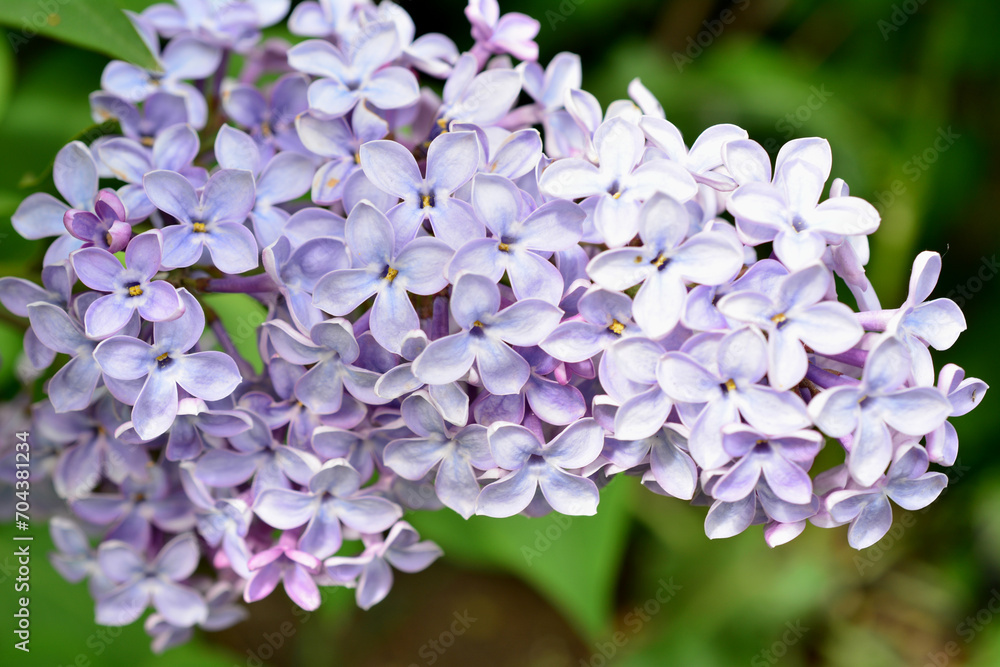 lilac flowers isolated on green background macro lilac flowers isolated on green background macro