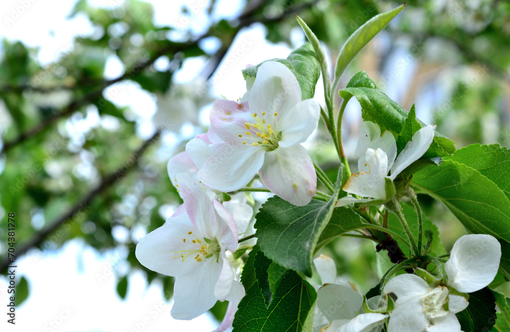 blossom of apple tree in the garden close up blossom of apple tree in the garden close up