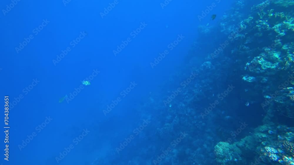 Amazing coral reef and fish Amazing coral reef and fish