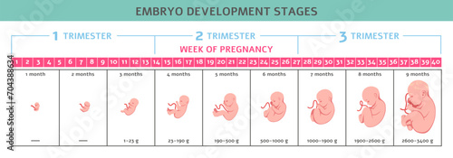 Fetus development. Fetal formation stages, human embryo growth, nine months, normal pregnancy process, timeline, human reproduction. Medical illustration. Tidy vector infographics poster