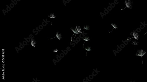 Isolated floating dandelion seeds. Spring flowers. Overlay. Black background. 29,97fps photo