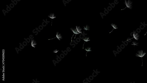 Isolated floating dandelion seeds. Spring flowers. Overlay. Black background. 29,97fps