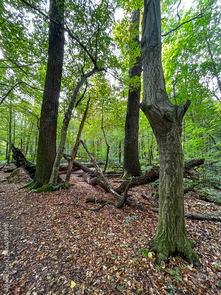 waldszene im spätsommer in einem deutschen wald waldszene im spätsommer in einem deutschen wald