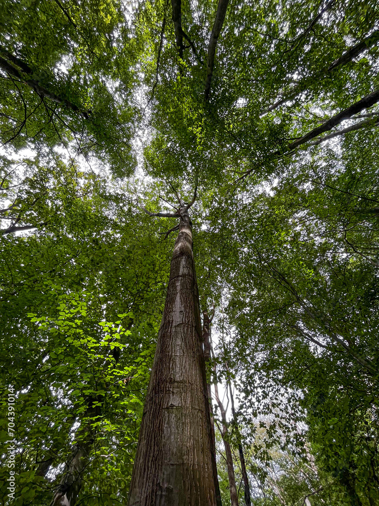 Fototapeta premium waldszene im spätsommer in einem deutschen wald