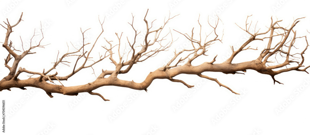 Bare Tree Branch Against a Clear Blue Sky Standing Tall in Winter Bare Tree Branch Against a Clear Blue Sky Standing Tall in Winter