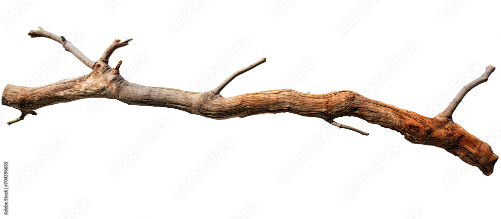 Bare Branch of Tree Under Clear Blue Sky in a Park Bare Branch of Tree Under Clear Blue Sky in a Park