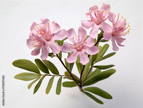 Mountain Laurel flower in studio background, single Mountain Laurel flower, Beautiful flower images