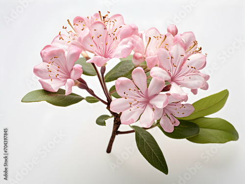 Mountain Laurel flower in studio background, single Mountain Laurel flower, Beautiful flower images photo