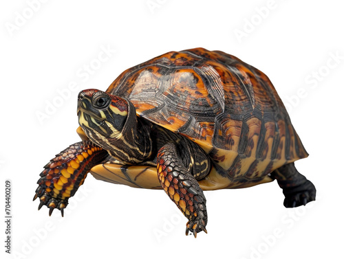 Turtle Trek
