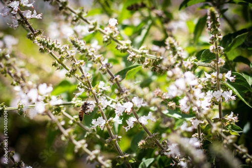 Harmony in Nature: Bees Pollinating White Flowers
