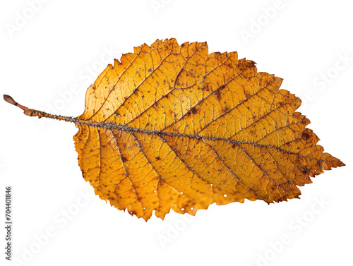 Birch Leaf Beauty