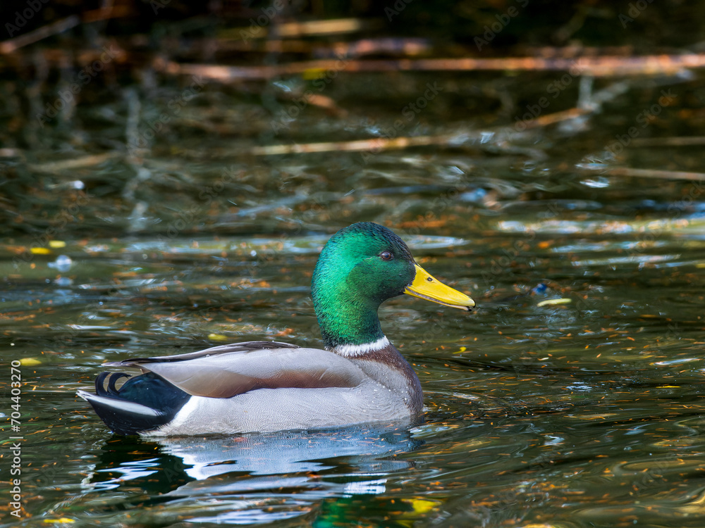 Fototapeta premium 池を泳ぐマガモ