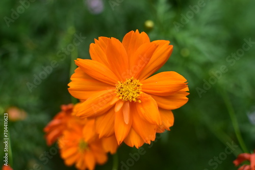 orange flower in the garden