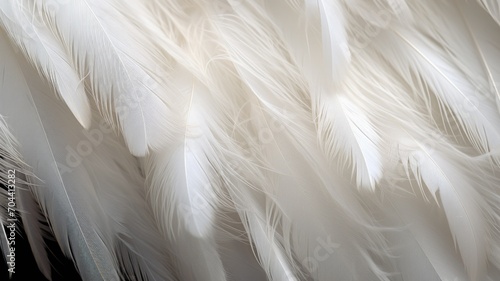 a macro close-up image of many whit and off-white tender bird feathers filling the frame.