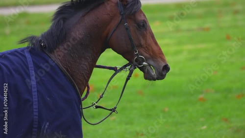 horse eats grass on the field