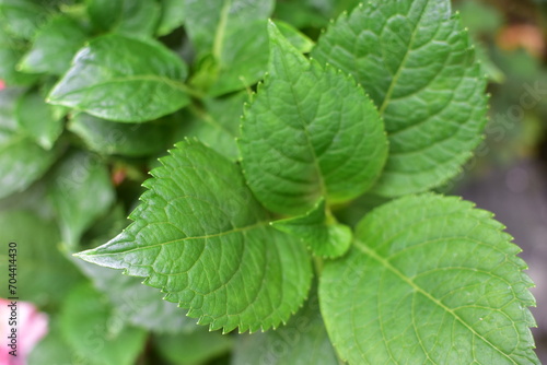 mint leaves in the park