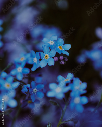 Plakat forget-me-not