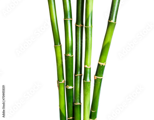 Bambus isoliert auf wei  en Hintergrund  Freisteller 